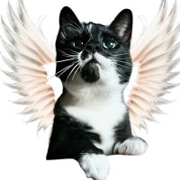 ❤️🌈 In loving memory of our beloved Lilith 🌈❤️ (@ms_lilith999) 's Twitter Profile
