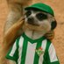 Suri Betis (@fyahsuricate) Twitter profile photo Suri Betis (@fyahsuricate) Twitter profile photo