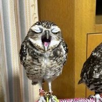 Dampen Owlet (@dampenowl) 's Twitter Profile Photo