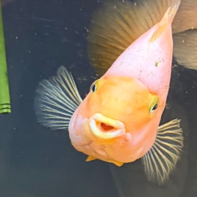 Yavuzdt's profile picture. 