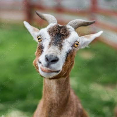 Goa7Qi's profile picture. 