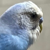 セキセイインコのピーちゃん (@rakutenmobile01) 's Twitter Profile