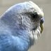 ã»ãã»ã€ã€ã³ã³ã®ããŒã¡ãã (@rakutenmobile01) Twitter profile photo ã»ãã»ã€ã€ã³ã³ã®ããŒã¡ãã (@rakutenmobile01) Twitter profile photo