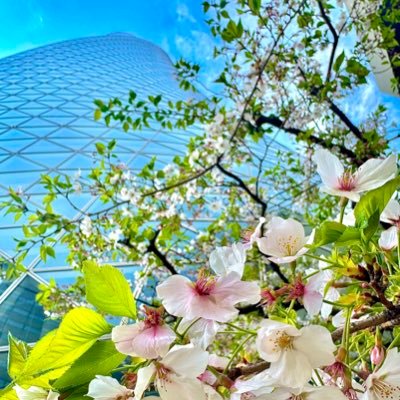 Kisaragi_Miharu's profile picture. 僕の声で皆さんの日々に、夢と希望、安らぎと彩りを。 声優志望。人助け声優。 現在専門学校在学中。2027年3月卒業見込み。※(HP追加予定。HP追加後は芸名に変わりますが、引き続きよろしくお願いいたします)現在お仕事、企画のご連絡はDMにて承っております。