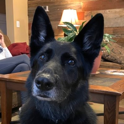 sdmac999's profile picture. Just a dog with big ears.