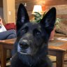 sdmac999's profile picture. Just a dog with big ears.