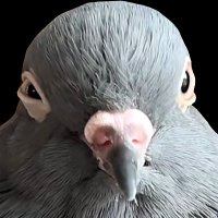 ๐๐๐ | ๐ฆ๐น๐ฑ๐น๐จ๐ญ๐ฑ๐ป๐ฉ๐ช (@caivities) 's Twitter Profile