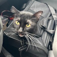 Amerifinn (@amerifinn67) 's Twitter Profile