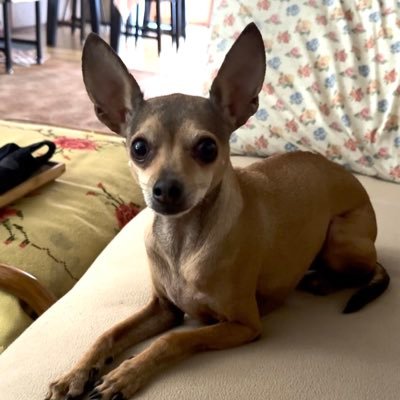 bamb_i_am's profile picture. Bambi | MALE | 6 years old | Italian Greyhound & Miniature Pinscher Mix | I run fast! | Adopted on 01/19/2020 🐾
