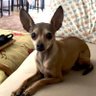 bamb_i_am's profile picture. Bambi | MALE | 6 years old | Italian Greyhound & Miniature Pinscher Mix | I run fast! | Adopted on 01/19/2020 🐾