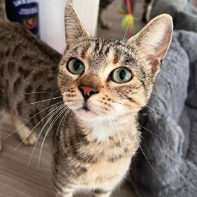 CellmatQd's profile picture. 