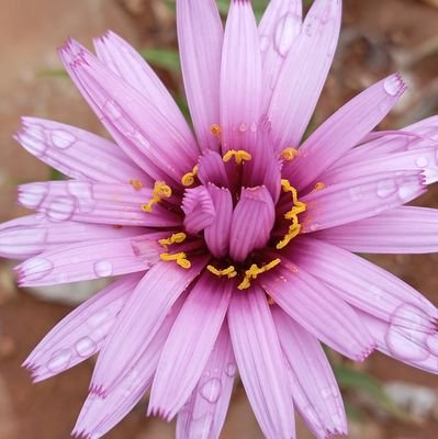 OUS88ART's profile picture. Discovery  Amazing flowers