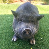 GetOffMyLawn (@theporkyman) 's Twitter Profile Photo