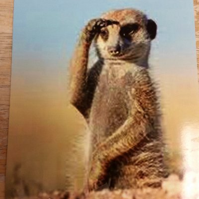 Litlsister13's profile picture. 