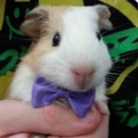 tommy (is secretly a guinea pig) (@tgrlelsa) 's Twitter Profile