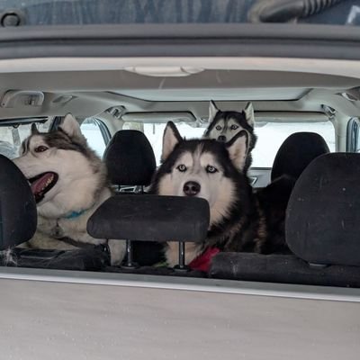We're three huskies on a mission to take over the world...and find treats.