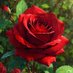 سعاد🤍 (@suad1212345) Twitter profile photo سعاد🤍 (@suad1212345) Twitter profile photo