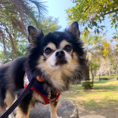 『朝はいつも新しい』🌅 #おはパソ #マサララジオ🇮🇳#マサラの民🍛#土曜も全開💪#ウラウラ🐶 #コロラジ🪭 ラジオと落語とお酒の好きな普通のおじさん🎧 #ドキハキ #X大喜利 初代👑第1回.第4回.第19回優勝🏆Mr.ムンボルゲII おトム達🕶️フォロバは気まぐれ🙏 時々料理も作ります🍳