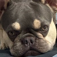 Camarlengo (@joacoslu) 's Twitter Profile