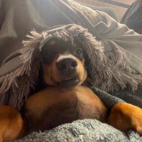 matt (@linkxtoken) 's Twitter Profile