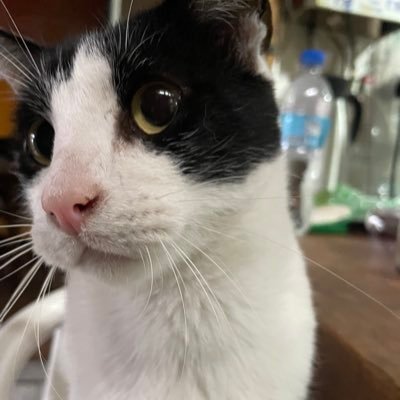 manolitop ποΈ Profile