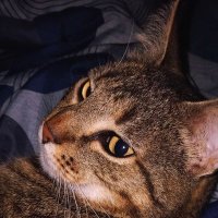 vexftw (@vexftwn) 's Twitter Profile