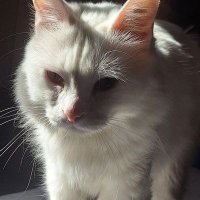 ori (@orinchinn) 's Twitter Profile Photo ori (@orinchinn) 's Twitter Profile Photo