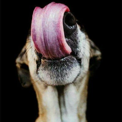 @ThirstyPooch