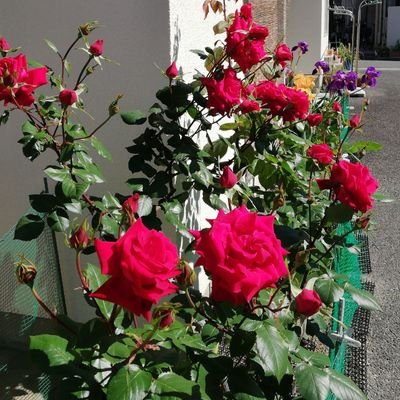 YOSHI01955's profile picture. X初心者です。
韓国語の勉強を始めました。