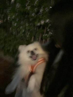 HollyHou18's profile picture. Interested in interpretability and efficiency