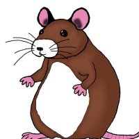 Rat Lord (@randomerthings) 's Twitter Profile