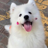 chuuuuu ꕁ (@chucreamieee) 's Twitter Profile