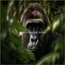 BrewMoonMugrecord (@bmugrecord25482) Twitter profile photo BrewMoonMugrecord (@bmugrecord25482) Twitter profile photo