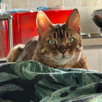 Bighousemzx's profile picture. 家里蹲公司董事长