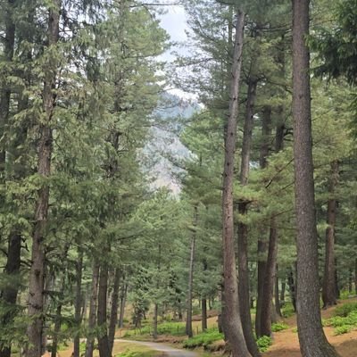 MirJazib77's profile picture. 