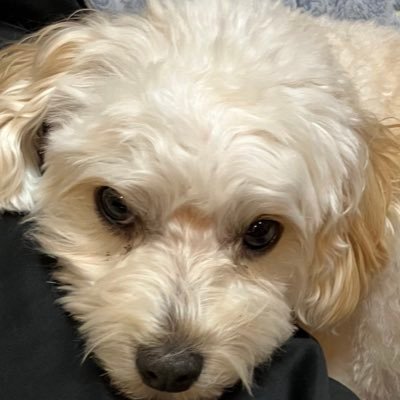 huyu8810's profile picture. 性別♂職業 学生 第五人格（ハンター専)   時代遅れの学マスP