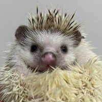 ⛄ (@beru_ruru_) 's Twitter Profile