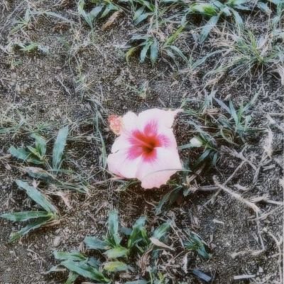 alisyiazman's profile picture. 