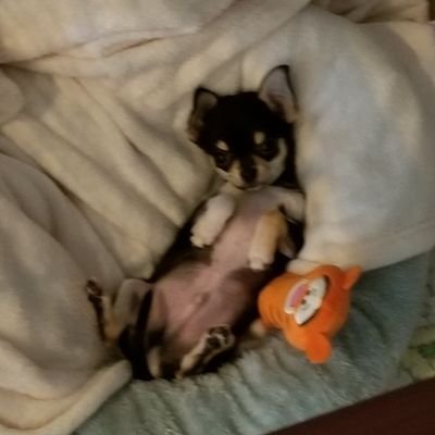 Ku_Papa3Kotubu3's profile picture. /#相方こつぶ🐶/#自炊/#コレリス/#ニコ生/#３時/パニック障害/鬱/#飯テロ/#江頭２時５０分/#うましら～/#あたおか/#エガちゃんねる/#ガツンとみかん🍊/#村民/#お仕事大好き/#料理🍳/#無言フォロー失礼します🙇‍♂️