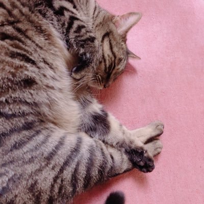 fgo のんびりマスター/ときどき違うこともぶつぶつ/福袋課金/綺麗な絵にいいねしがち/シャイなので無言フォロー失礼します