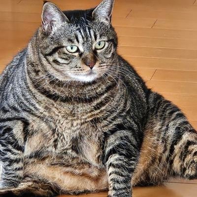 pizza2oncheese's profile picture. jj　漫研　人間社会　1年