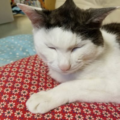 tomotyaw's profile picture. おはやしかいいません