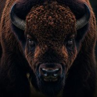 standing bison (@ajmaldluffy) 's Twitter Profile