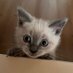 Zeze (@zezethecat) Twitter profile photo Zeze (@zezethecat) Twitter profile photo