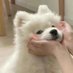 พีพีเป็นมัมหมีน้องหยิ่น🐶🤏🏻 (@ppyinyinmamy) Twitter profile photo