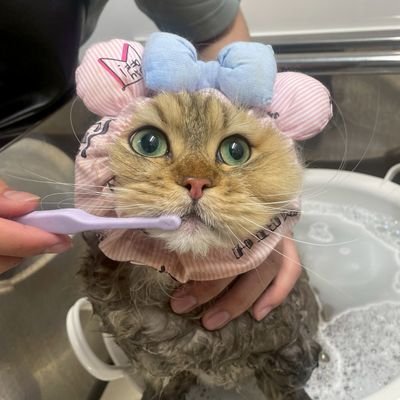 エンジニア
IT業界の雑学を猫ミームや歌にしてお届けしてます
ここでは優しい返信を心がけてます
https://t.co/NhFrPvkH7z