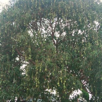 VivoY36193521's profile picture. 