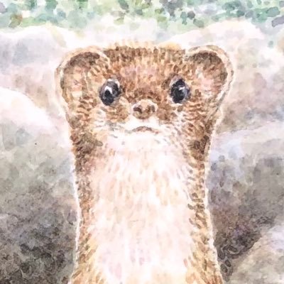 カイズケン(よたか堂）絵本「おこじょへのてがみ」さんのプロフィール画像