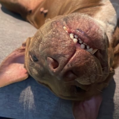 mcmcshachi's profile picture. 