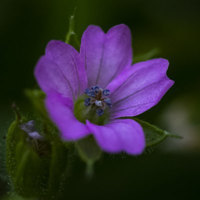 JanoidLCFC's profile picture. Human being with a punk attitude